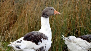 davyomwez profile summary details