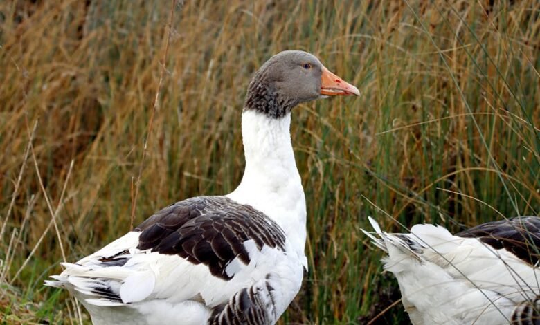 davyomwez profile summary details