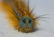 fixing klupzo333 errors guide