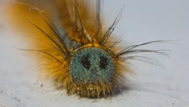 fixing klupzo333 errors guide