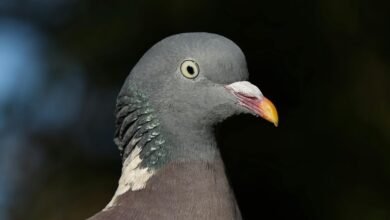 contact details information guide