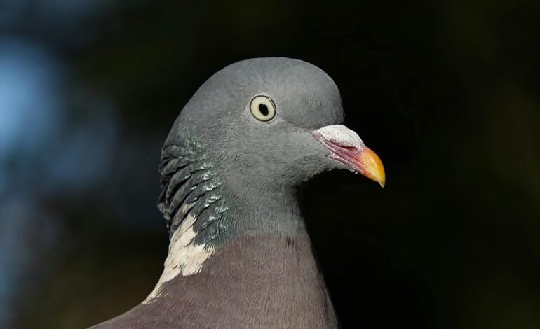 contact details information guide